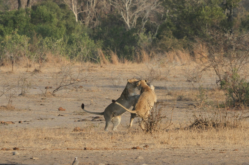 Fighting lions!