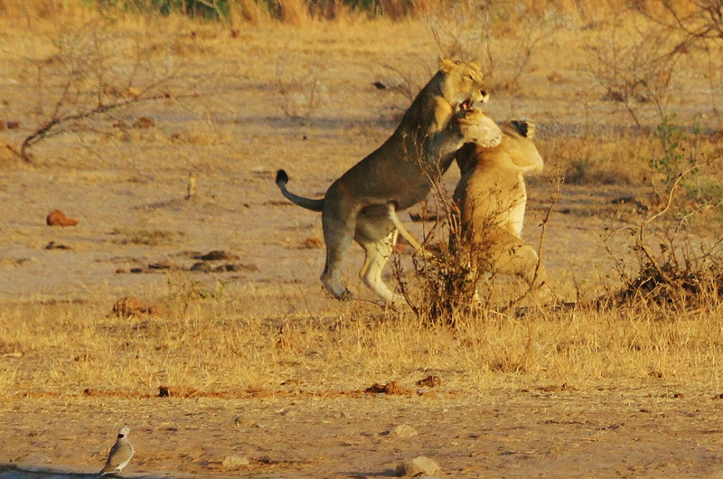 OMG Fighting lions!