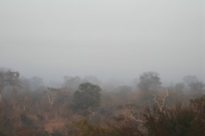 Early  morning fog at Kruger National Park