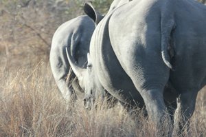 White Rhinoceros leave us behind