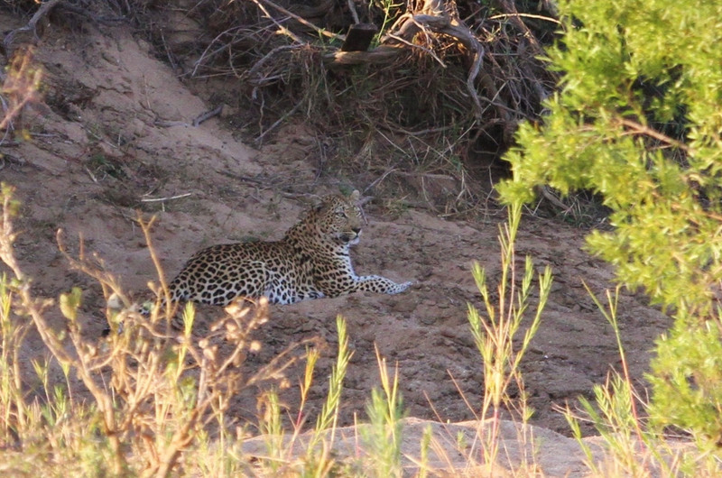 leopard in the &quot;muddle