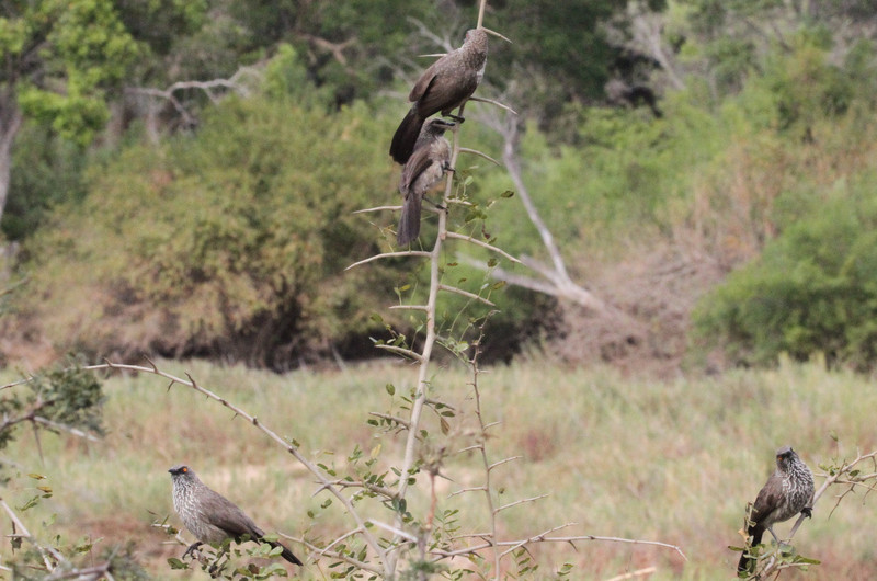 Babblers, no kidding they are really called that