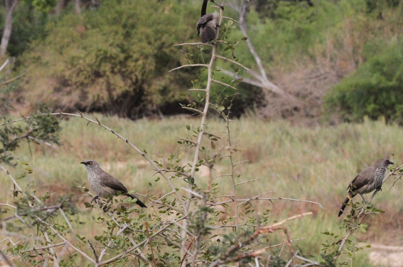 Babblers, no kidding they are really called that