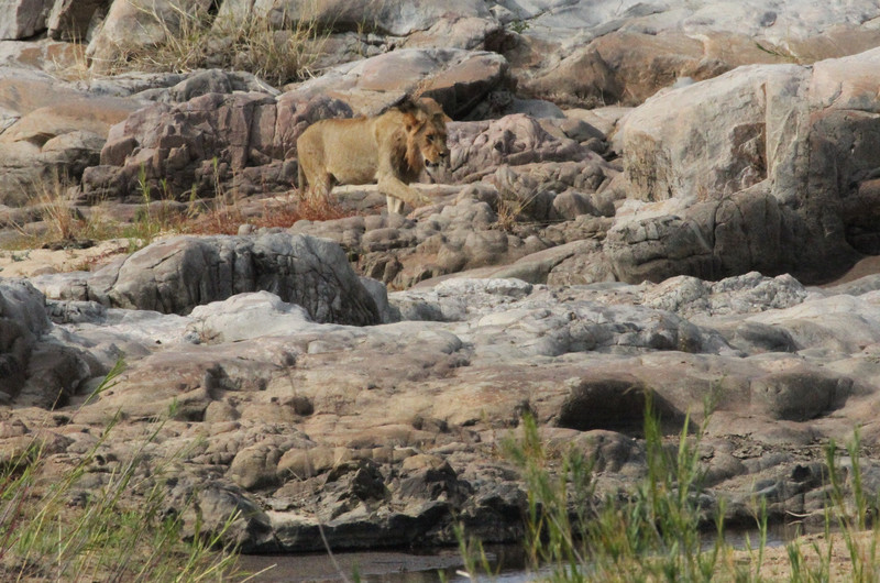 Lions on the river rocks