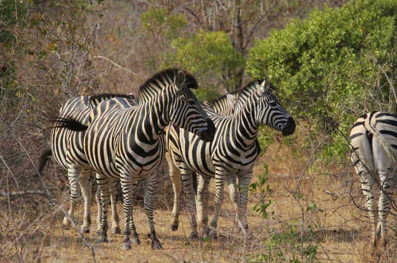 Nervous at our approach, Zebra jump around