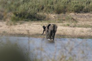 View across the electric fence of Lower Sabie Camp