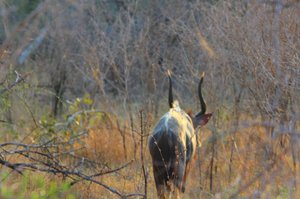  Nyala Male 