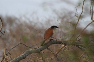 Late Drive Mystique Kruger