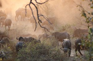 Late Drive Mystique Kruger