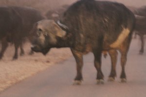 Whoa, another Buffalo heard blocking road