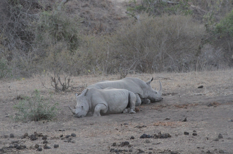 very white rhino!