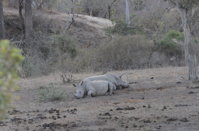 just relaxing by the waterhole