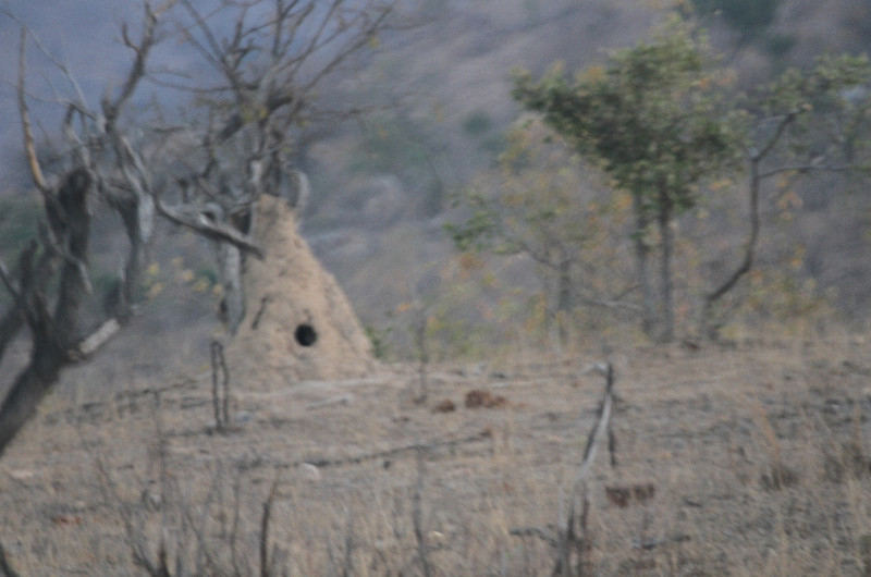 termite mound with a visitor