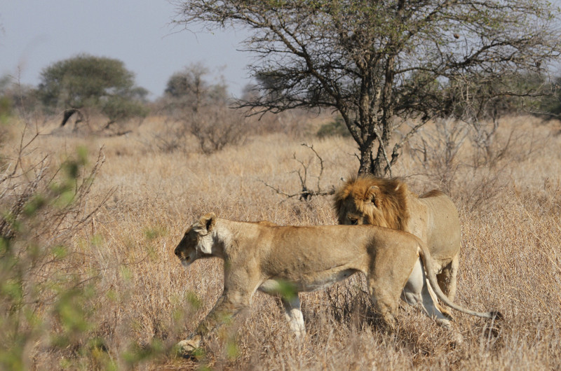 Lions in  Love Near Satara Camp