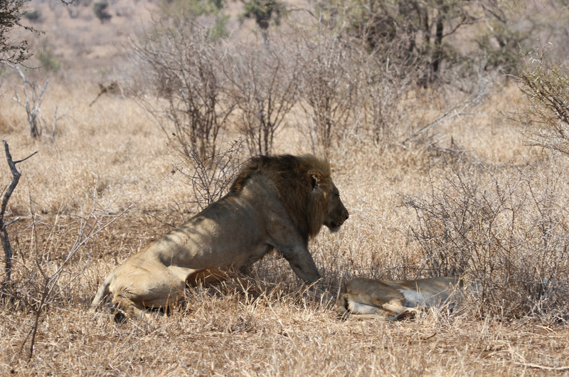 Lions in  Love Near Satara Camp