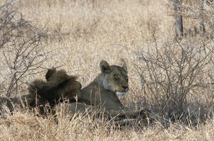 Mating lions resting for several hours 