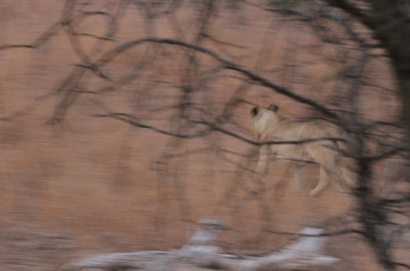 Lions before sunrise, on the run