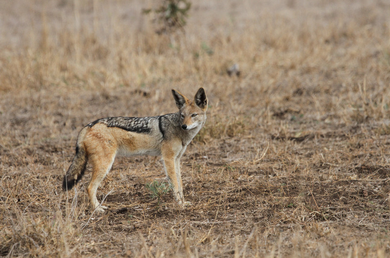 No luck Black Backed Jackal tries to catch a Guine