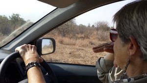 Jakkalbessie, Safari Driver