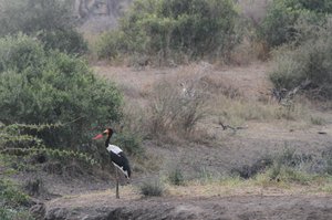 Saddlebilled Stork