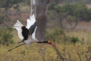 Saddle billed Stork