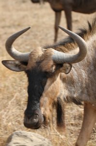 Wildebeest beauty
