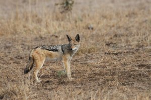 No luck Black Backed Jackal tries to catch a Guine