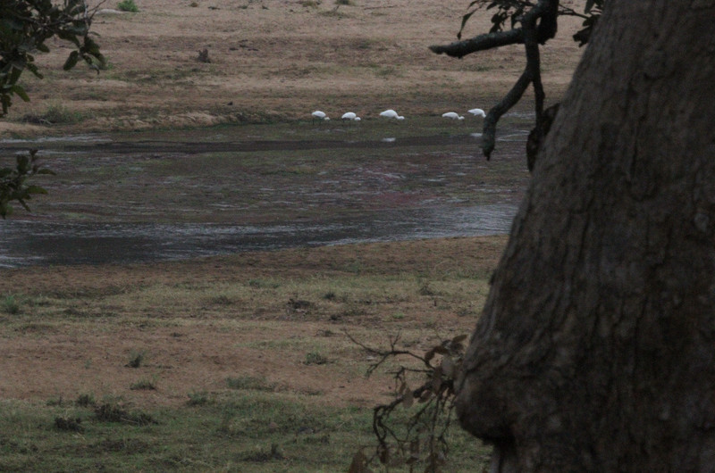 Early Morning Satara Safari