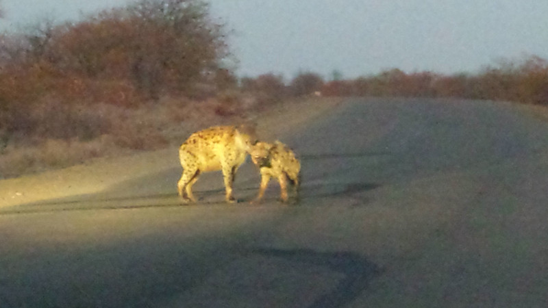 Leaving Camp before sunrise, hyena!