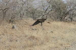 Snake Eagle catches a monitor lizard