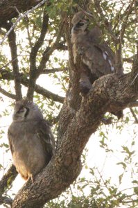 Giant Eagle Owls , mother