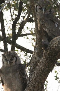  Giant Eagle Owl mother and young  !