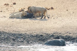 Four lions take hour to kill young hippo