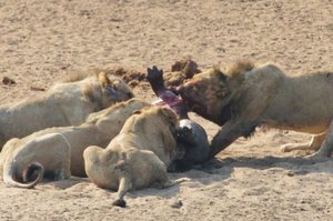Lions struggle with the thick skin of the hippo