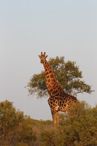 Giraffe at sunset!