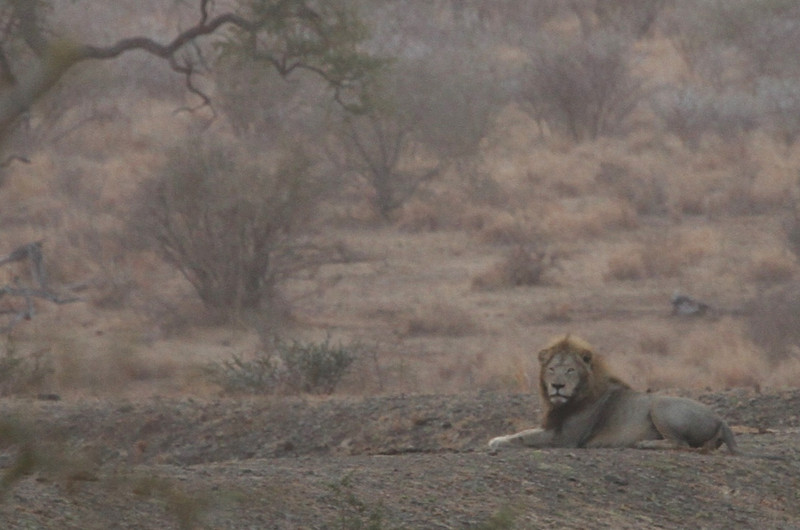 Big male lion day from Satara