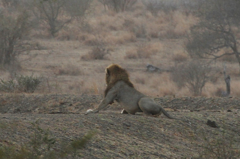 Big male lion day from Satara
