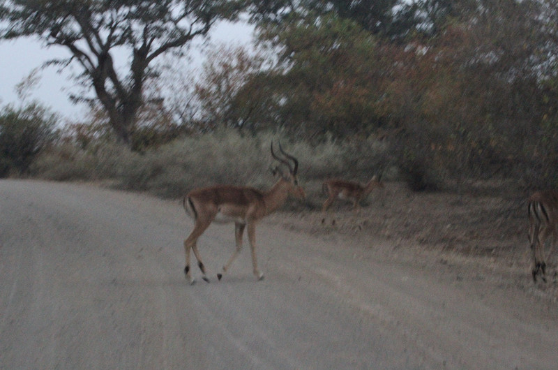 impala crossing the road