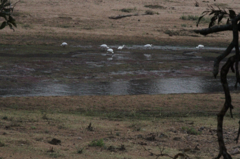 African spoonbill working the shallows
