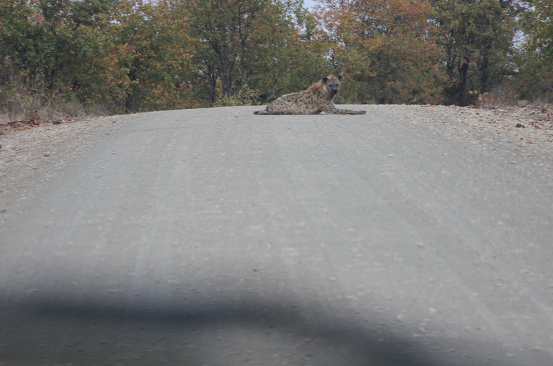 hyena in the road