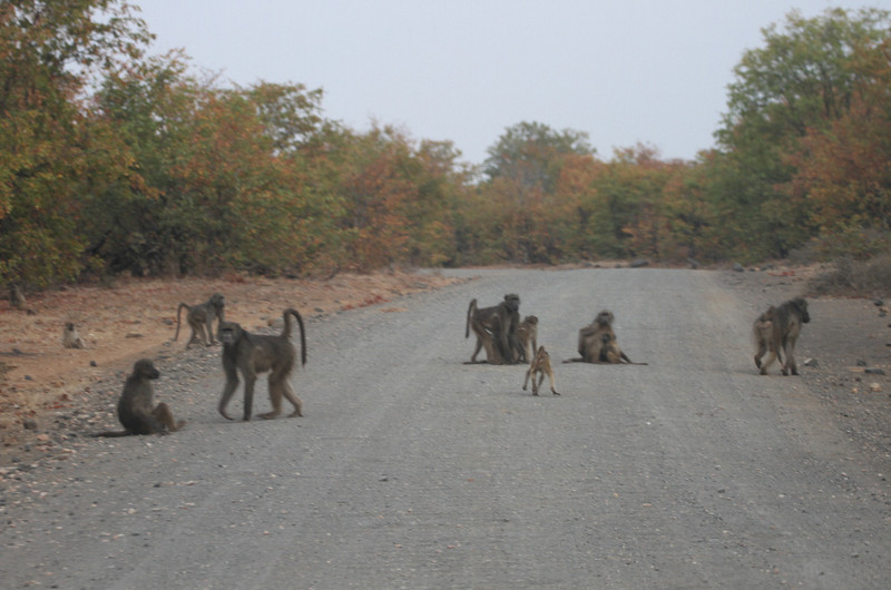 antics of the baboons along the road