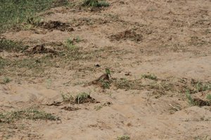Little Bee Eater in the river bed