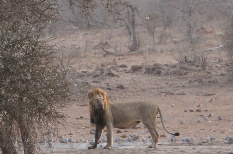 Solo male lion at waterhoe sunrise