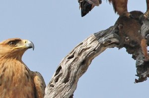 Tawny Eagle Mother and young