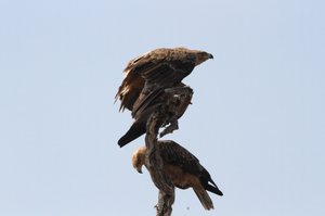 Tawny Eagle Mother and young