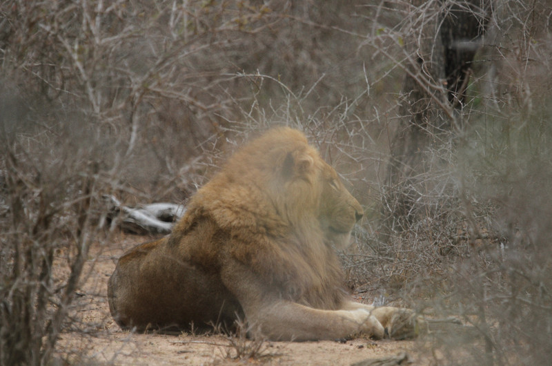Lions resting in the bush
