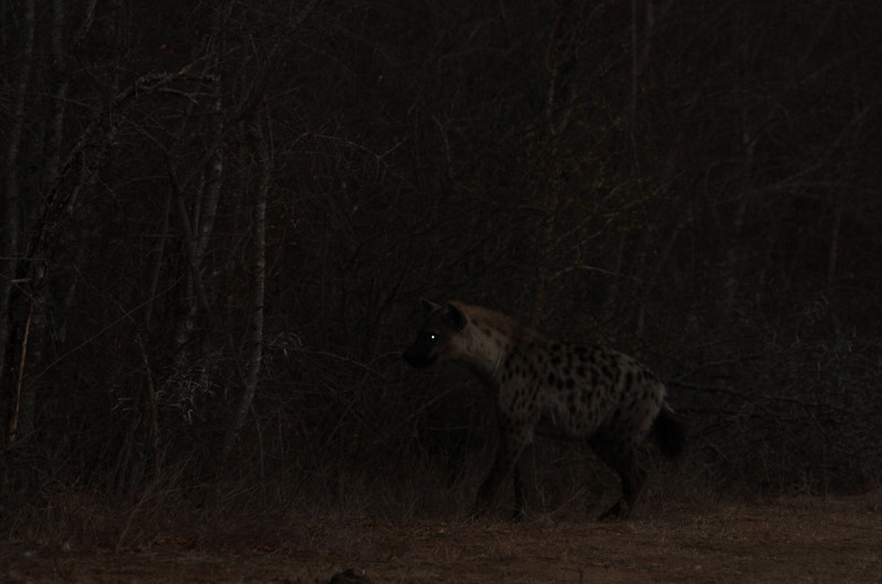 Scary Hyenas stalking a warthog 