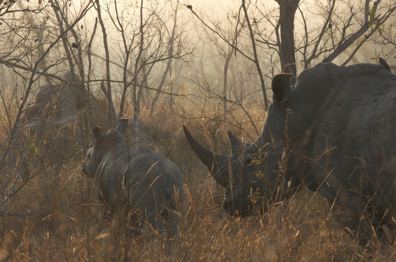 Mother and young rhino at sunrise