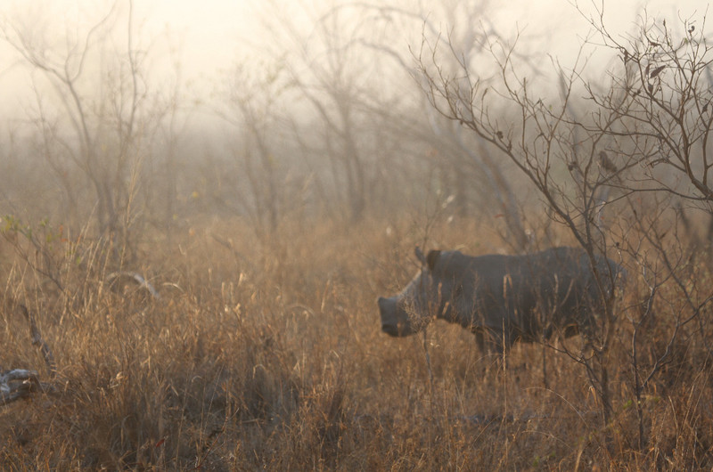 Mother and young rhino at sunrise