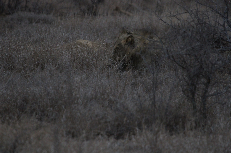 Lions just outside Satara Camp, lions!